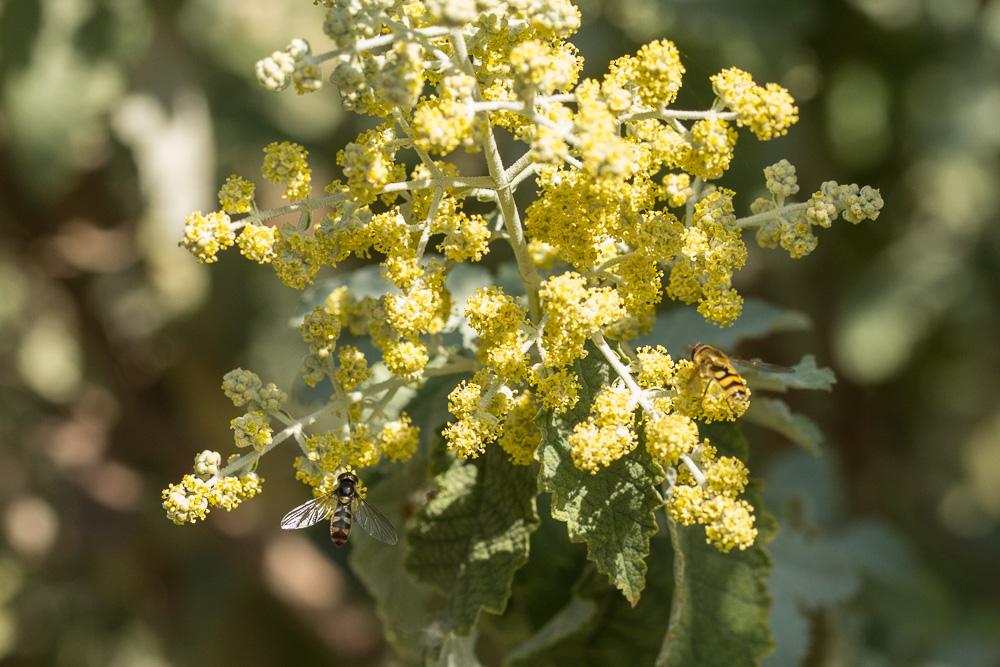  Buddleja glomerata
