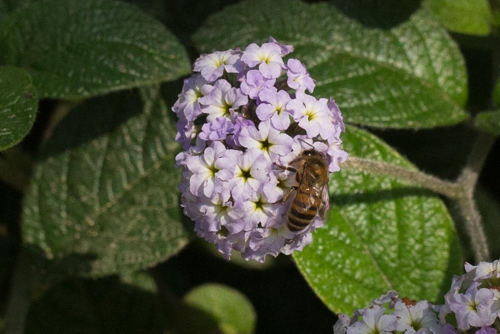 Heliotropium arborescens L., 1759