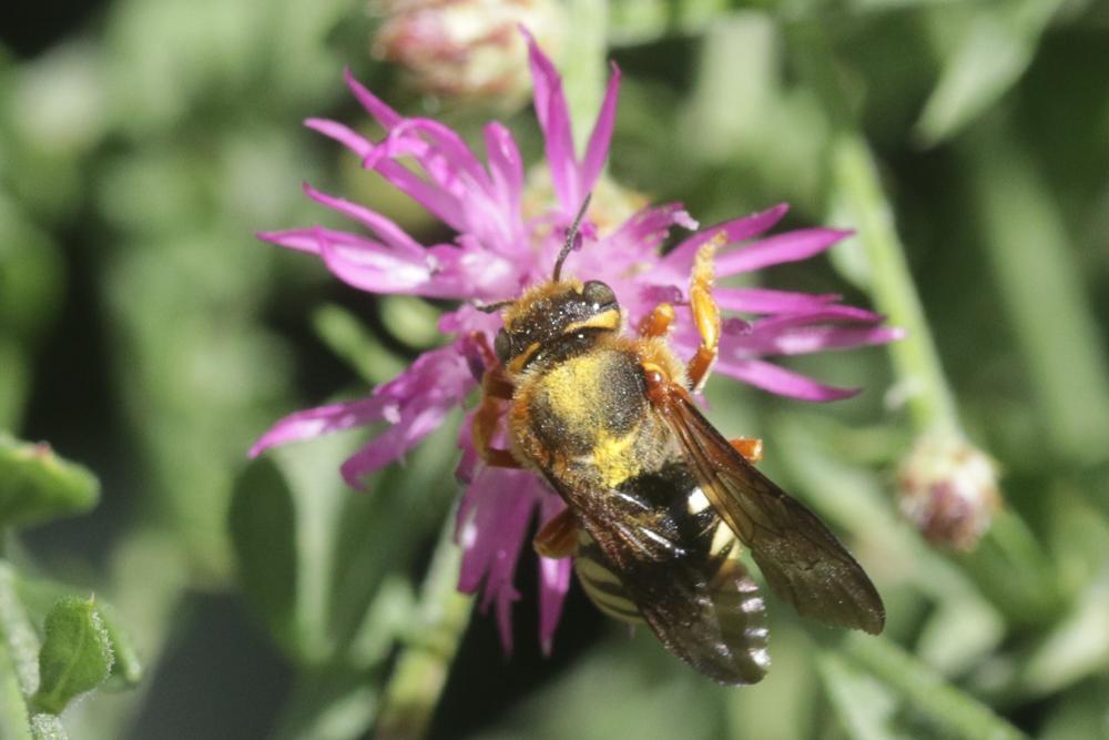  Rhodanthidium septemdentatum (Latreille, 1809)