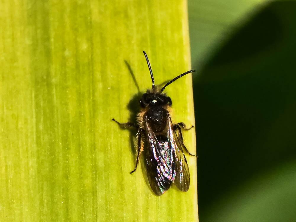 Andrena bicolor Fabricius, 1775