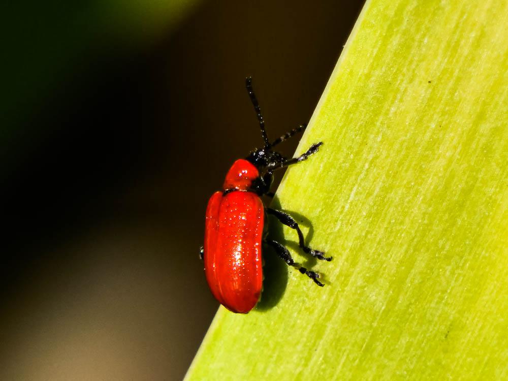 Criocère du Lys Lilioceris lilii (Scopoli, 1763)