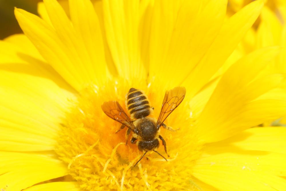Megachile melanopyga Costa, 1863