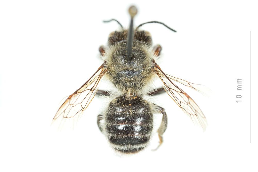 Le  Megachile circumcincta (Kirby, 1802)