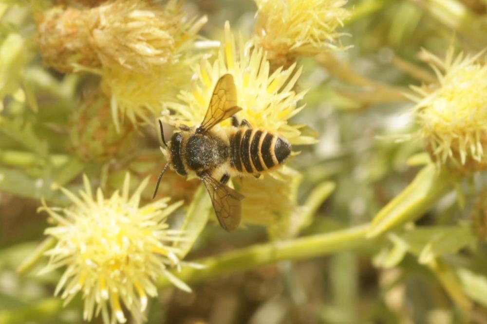 Megachile melanopyga Costa, 1863