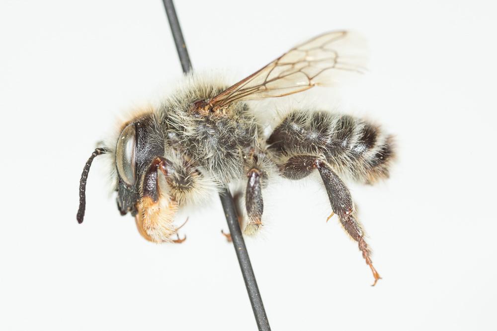  Megachile circumcincta (Kirby, 1802)