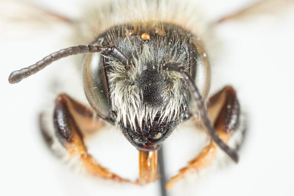 Megachile circumcincta (Kirby, 1802)