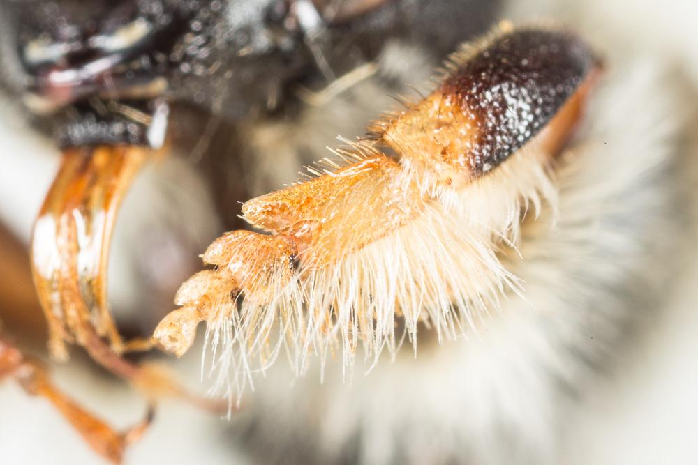  Megachile circumcincta (Kirby, 1802)