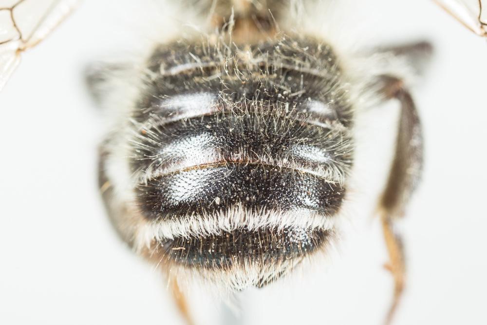 Megachile circumcincta (Kirby, 1802)