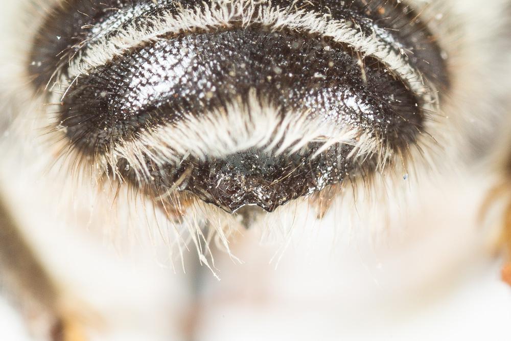  Megachile circumcincta (Kirby, 1802)