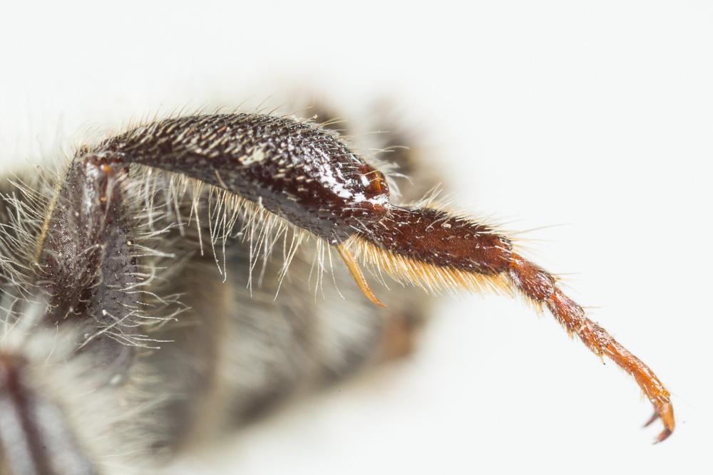  Megachile circumcincta (Kirby, 1802)