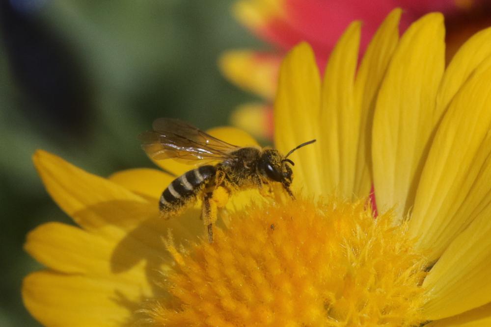 Halictus scabiosae (Rossi, 1790)
