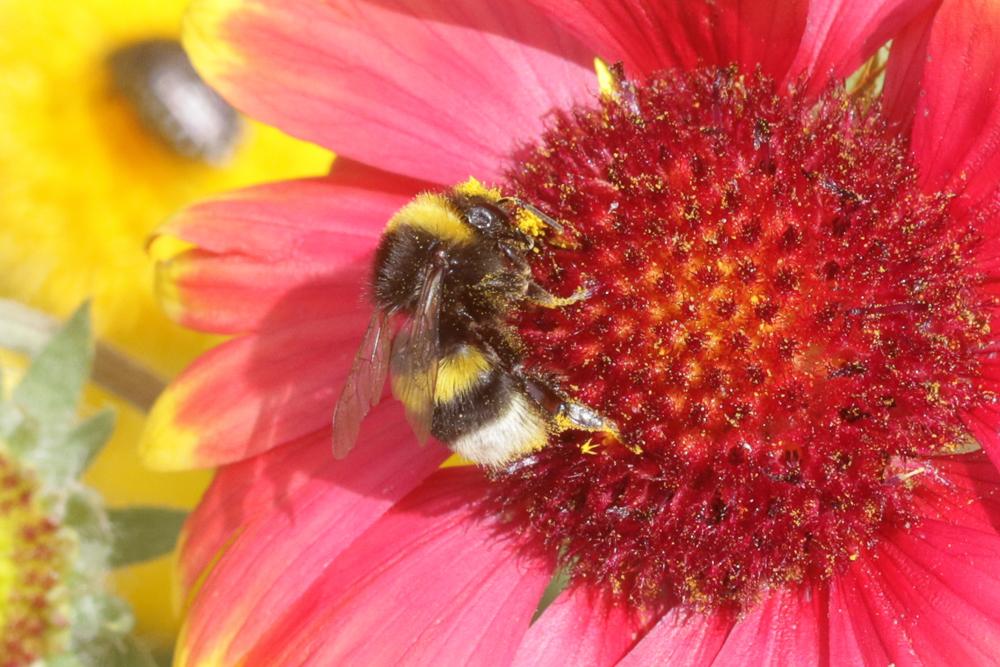 Bourdon terrestre (Le) Bombus terrestris (Linnaeus, 1758)