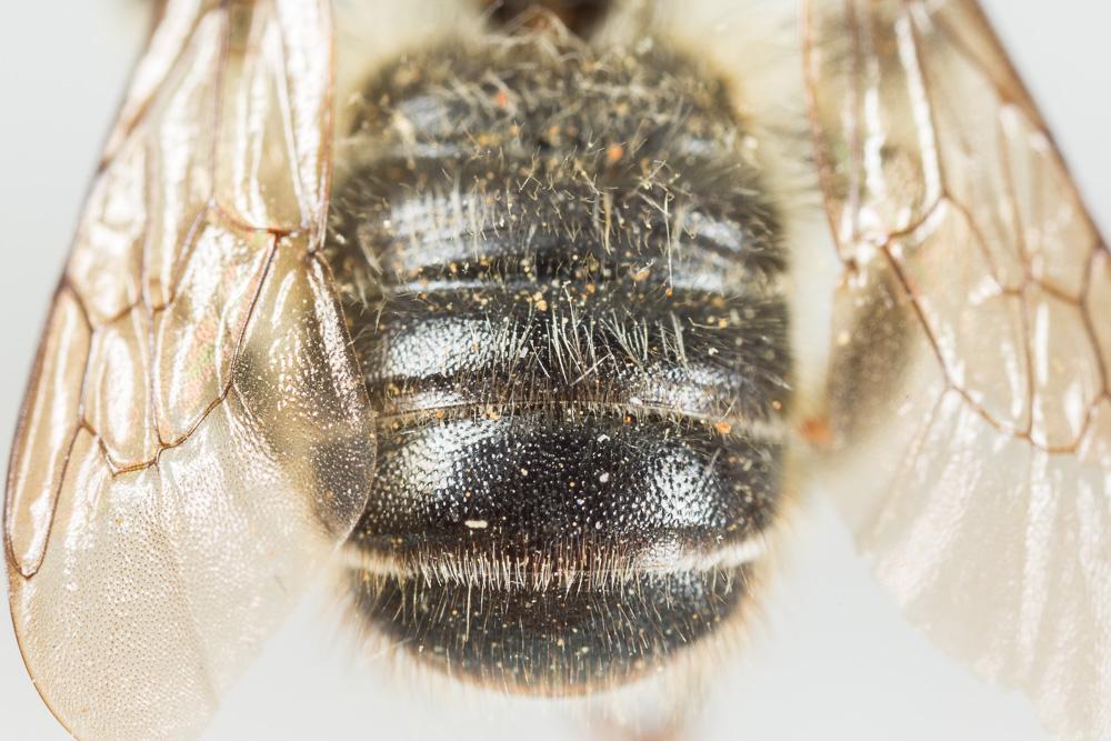 Megachile ligniseca (Kirby, 1802)