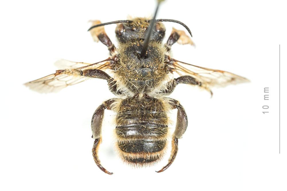 Megachile maritima (Kirby, 1802)