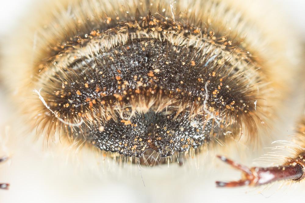  Megachile maritima (Kirby, 1802)