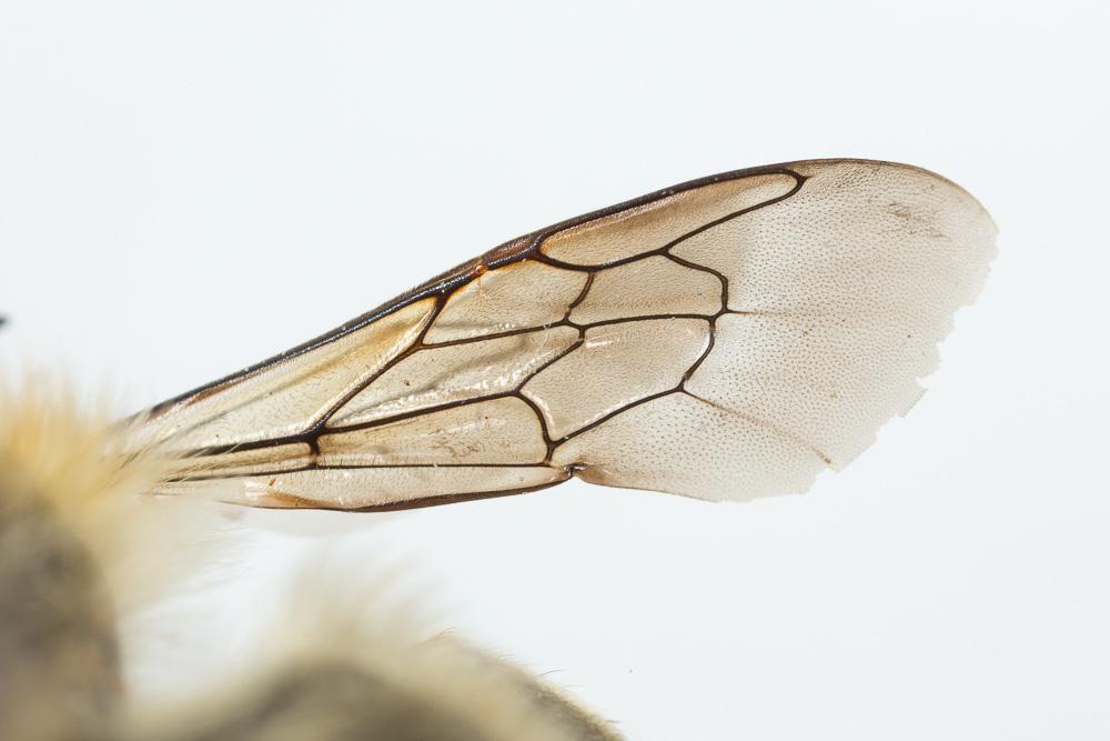 Megachile willughbiella (Kirby, 1802)