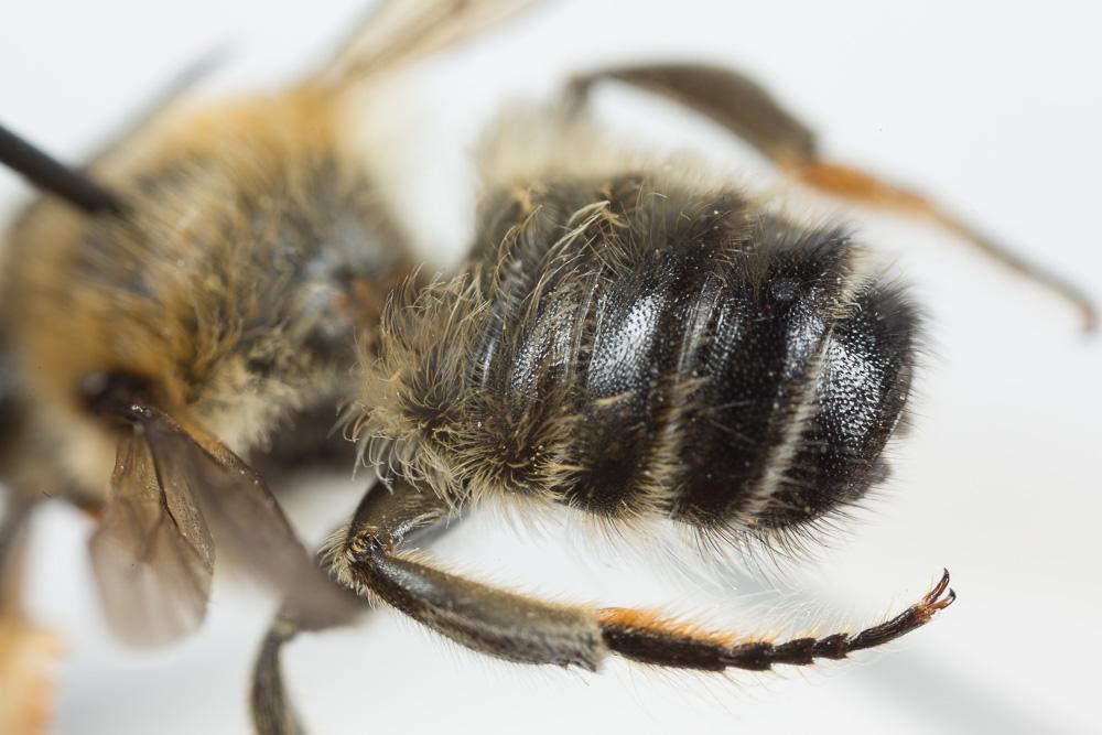  Megachile willughbiella (Kirby, 1802)