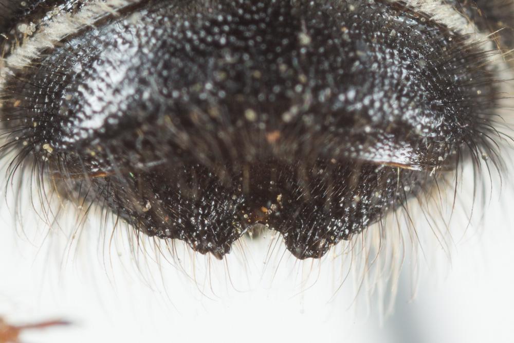  Megachile willughbiella (Kirby, 1802)