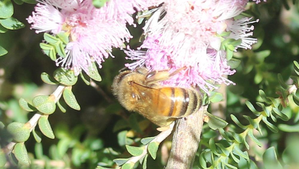 Abeille domestique, Abeille européenne, Abeille me Apis mellifera Linnaeus, 1758