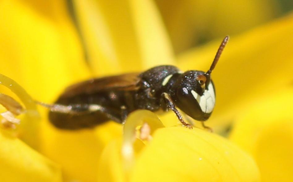  Hylaeus intermedius Förster, 1871