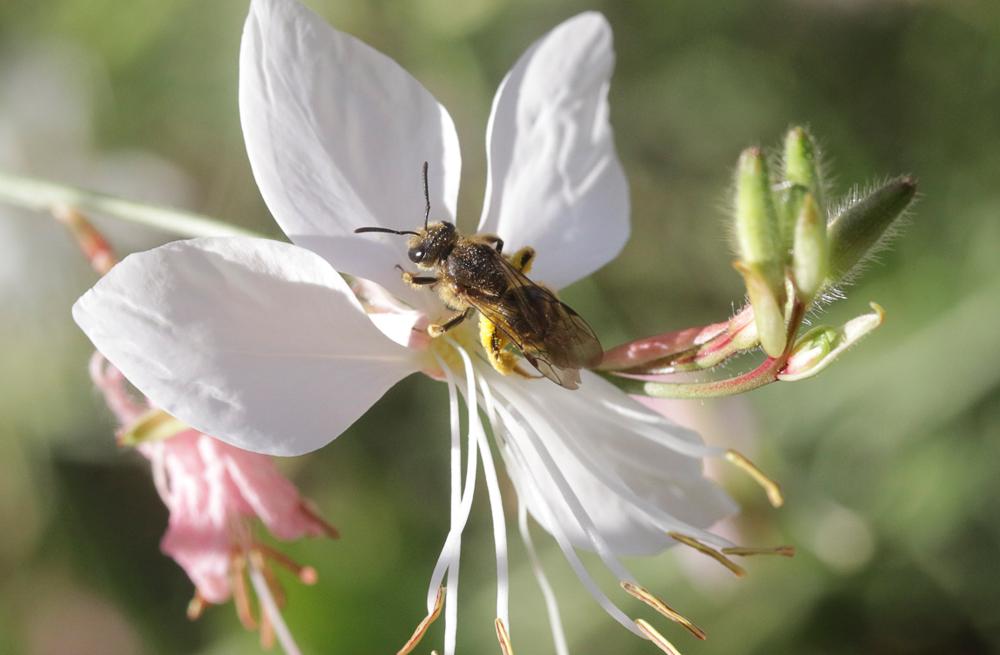 Halictus scabiosae (Rossi, 1790)
