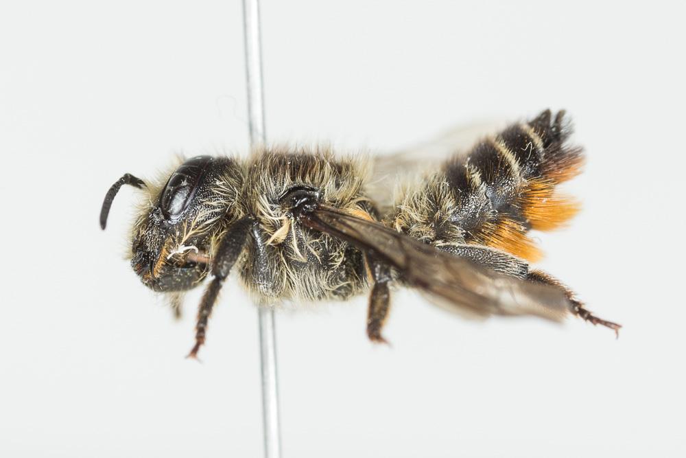 Megachile alpicola Alfken, 1924
