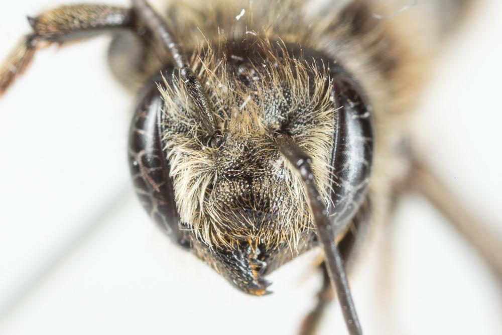 Megachile alpicola Alfken, 1924