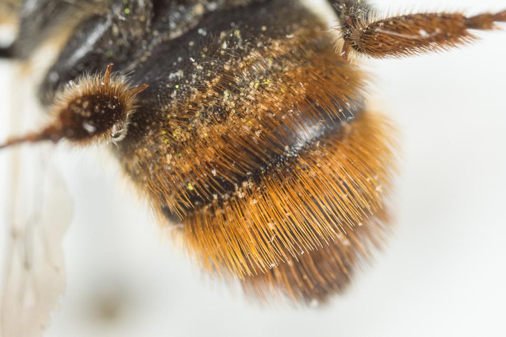  Megachile alpicola Alfken, 1924