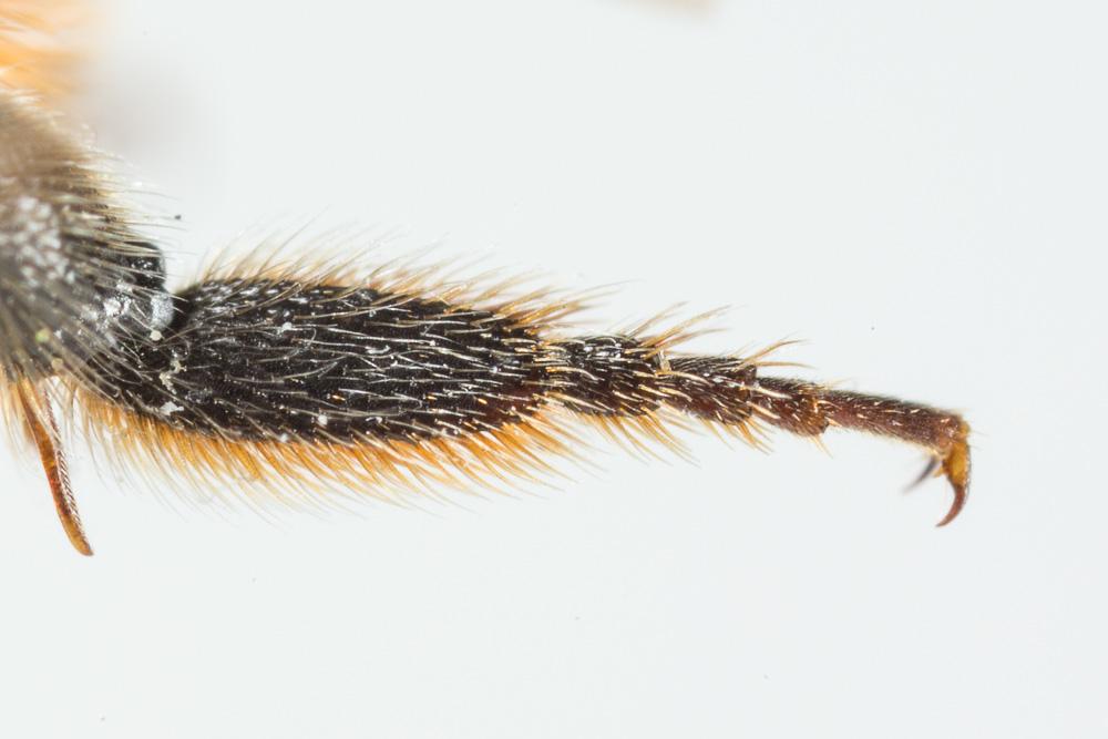 Megachile alpicola Alfken, 1924