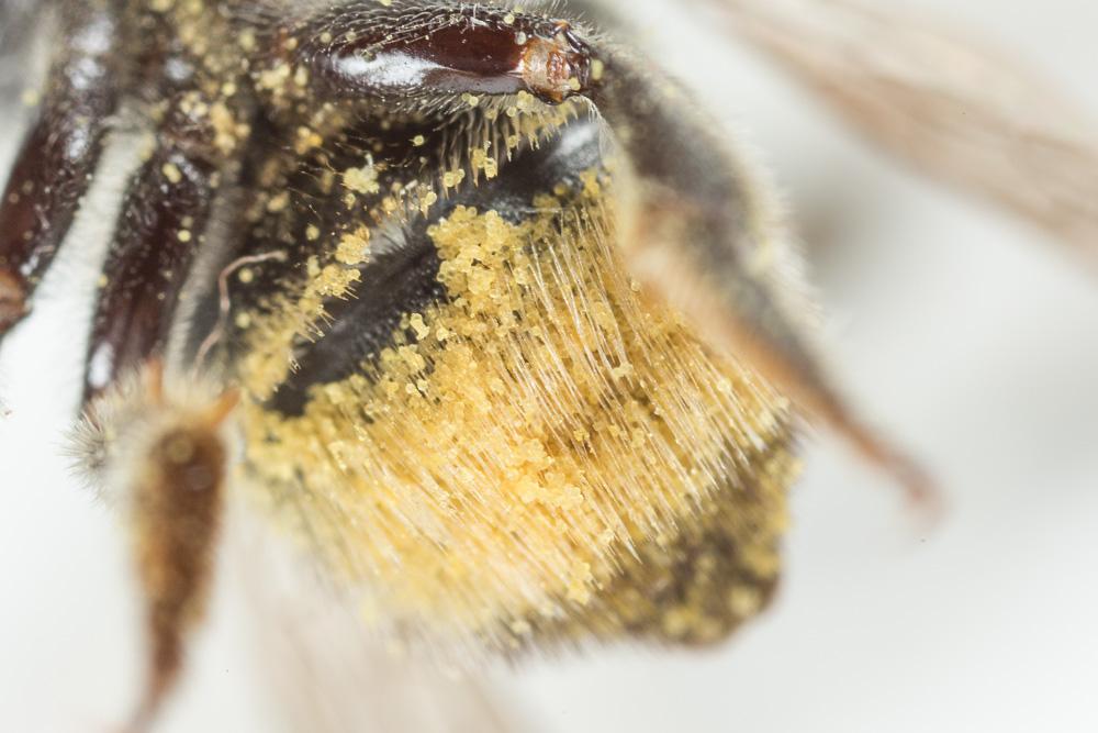  Megachile opacifrons Pérez, 1897