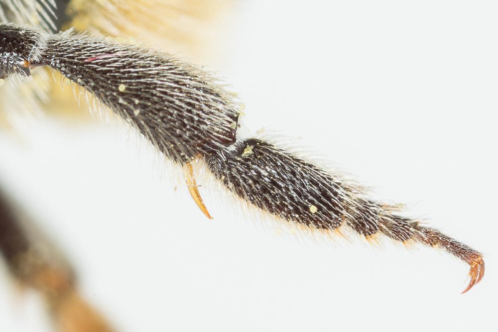 Megachile opacifrons Pérez, 1897