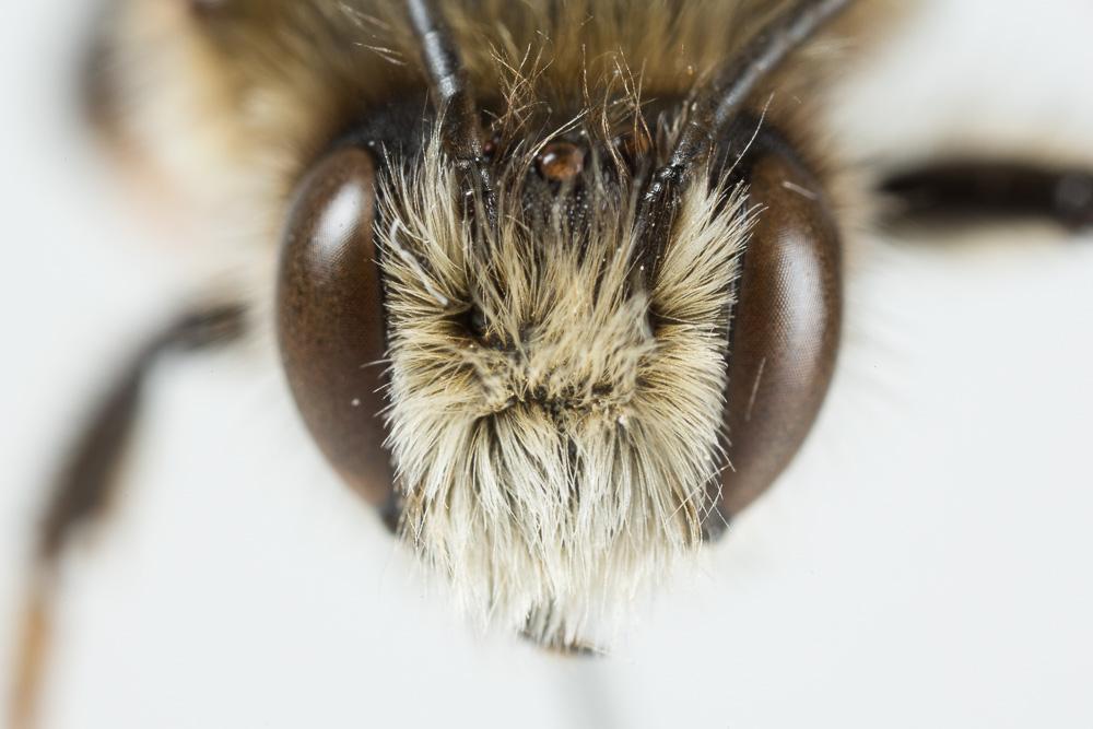 Abeille maçonne à polis roux Megachile parietina (Geoffroy in Fourcroy, 1785)