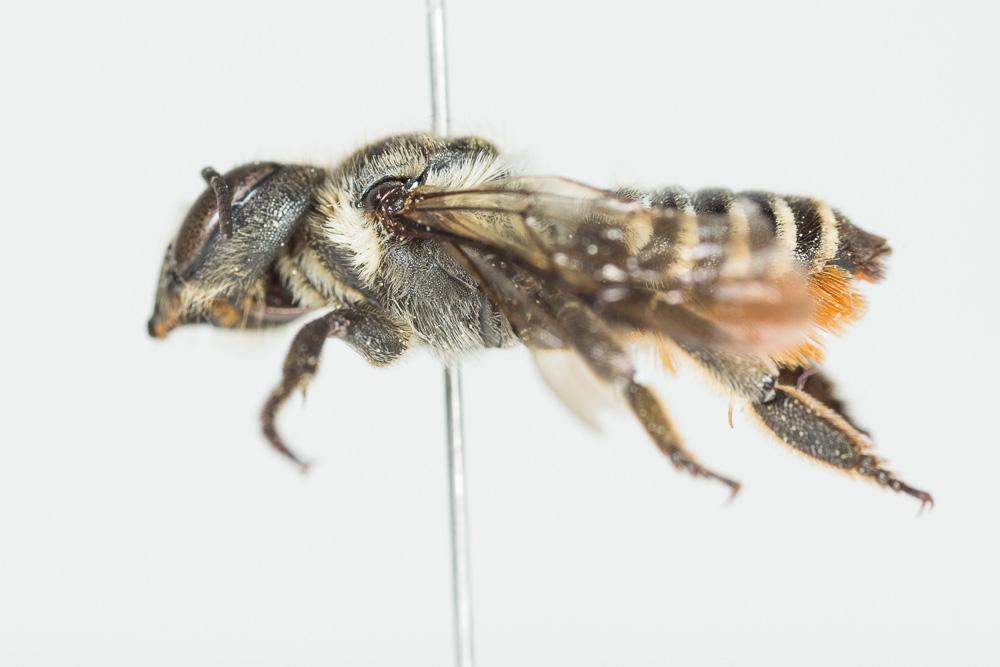 Megachile pilicrus Morawitz, 1877