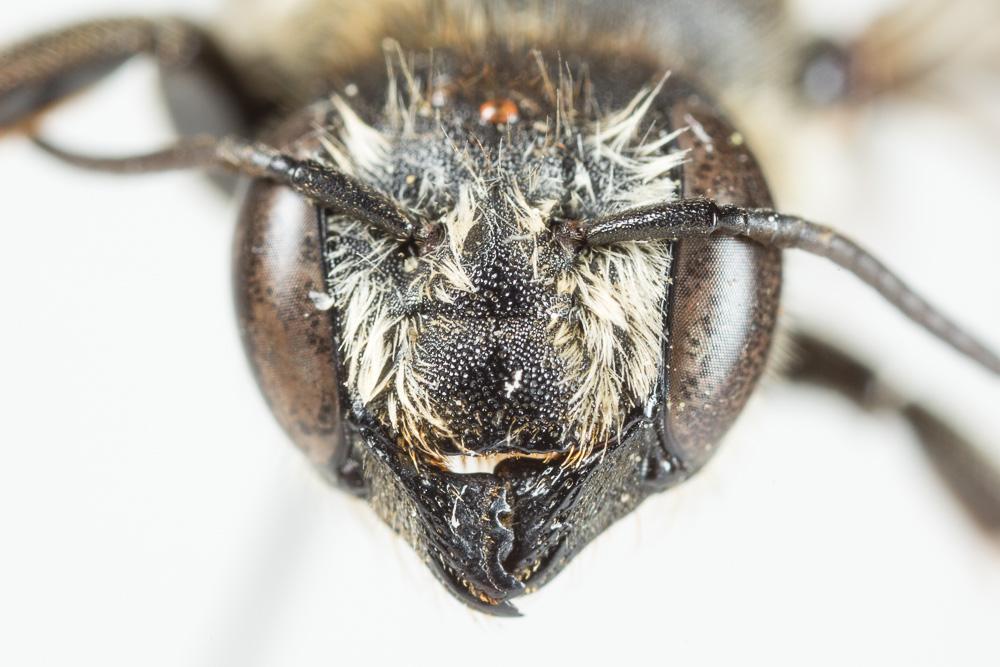 Megachile pilicrus Morawitz, 1877