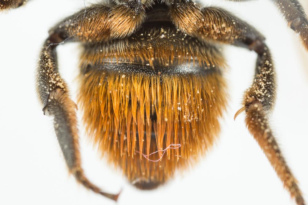  Megachile pilicrus Morawitz, 1877