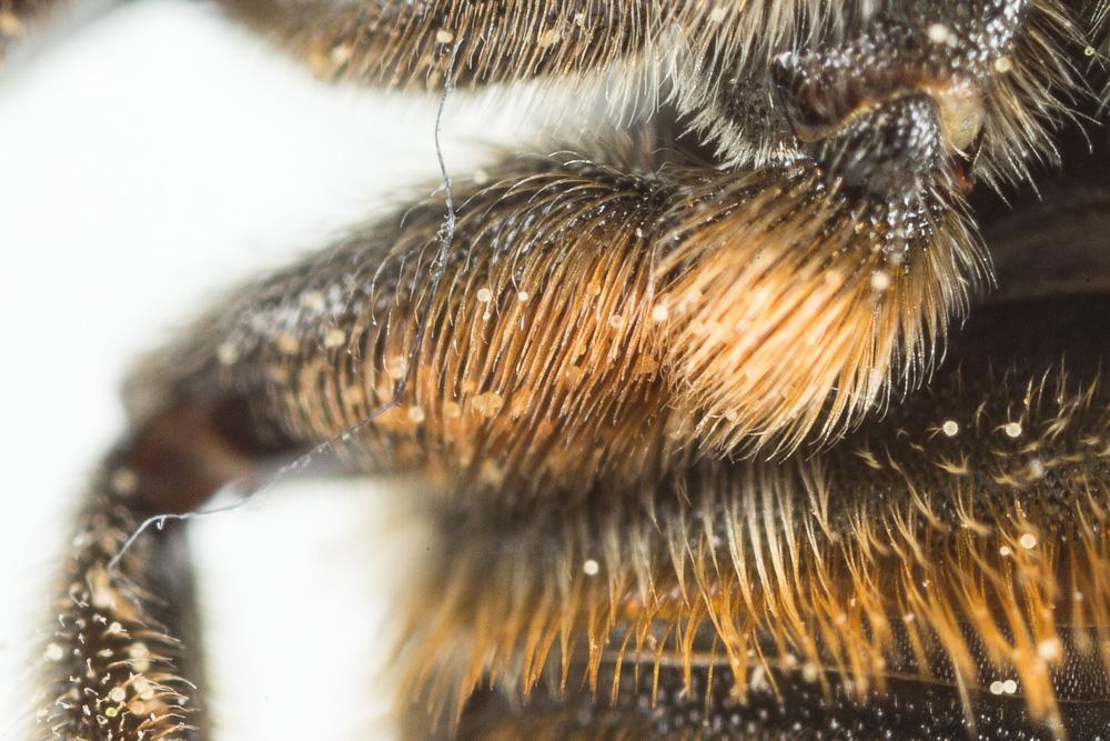  Megachile pilicrus Morawitz, 1877