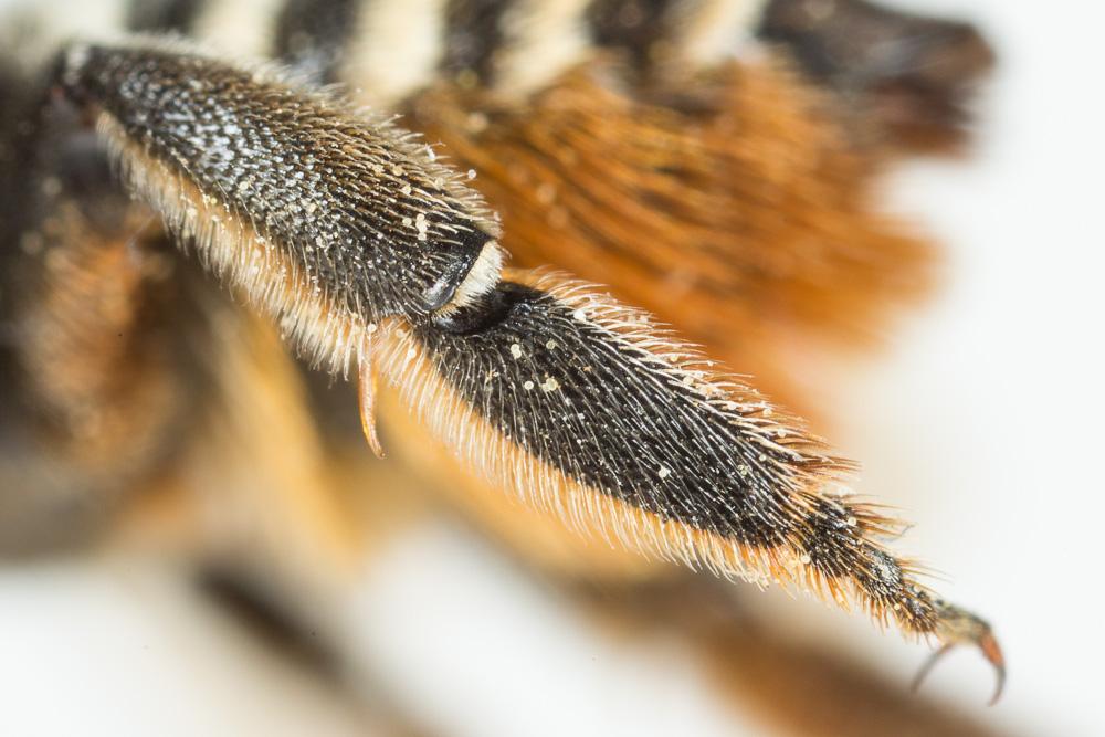  Megachile pilicrus Morawitz, 1877