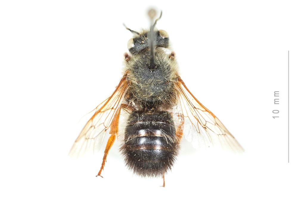 Megachile sicula (Rossi, 1792)