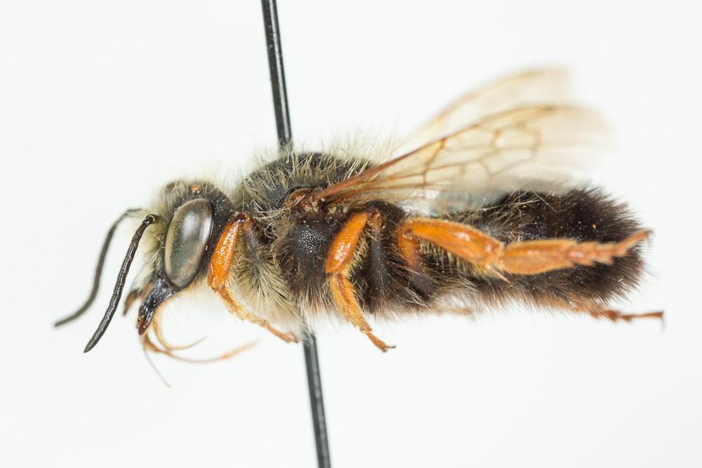  Megachile sicula (Rossi, 1792)