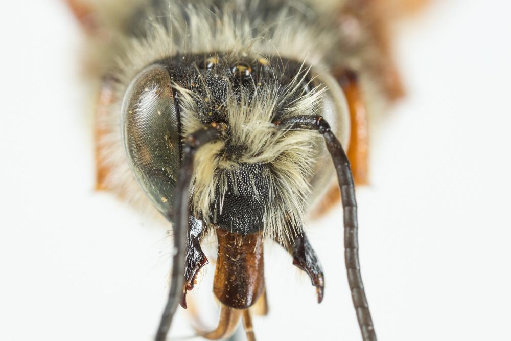  Megachile sicula (Rossi, 1792)