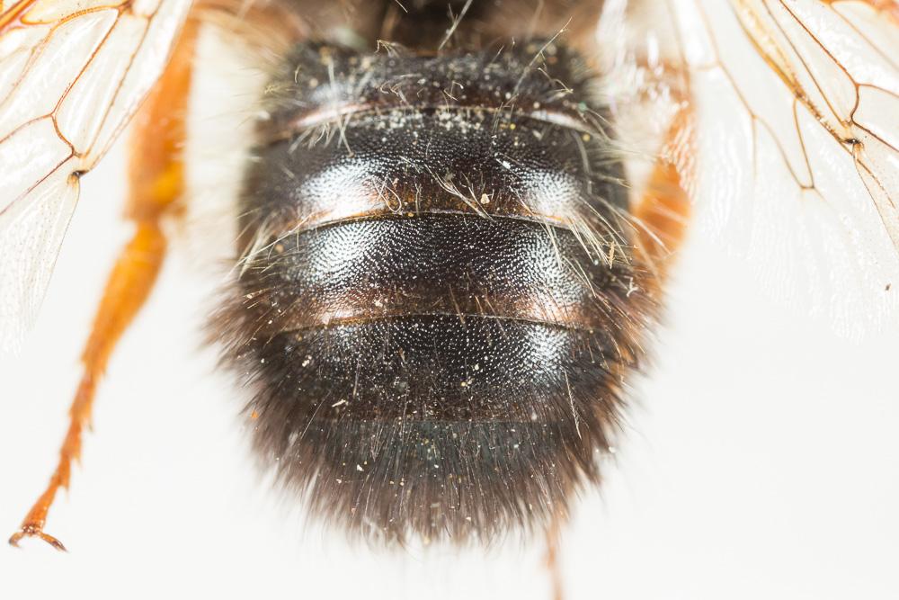  Megachile sicula (Rossi, 1792)