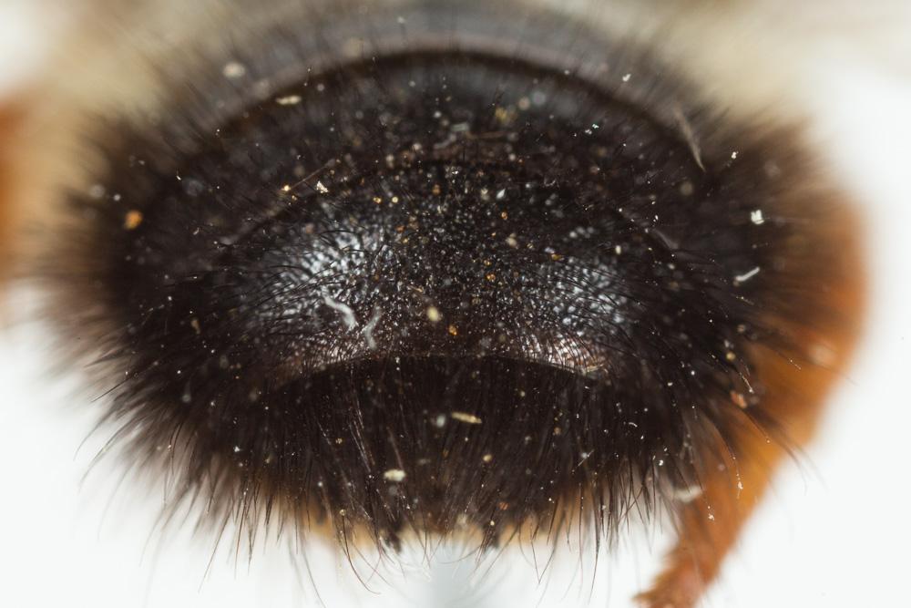  Megachile sicula (Rossi, 1792)