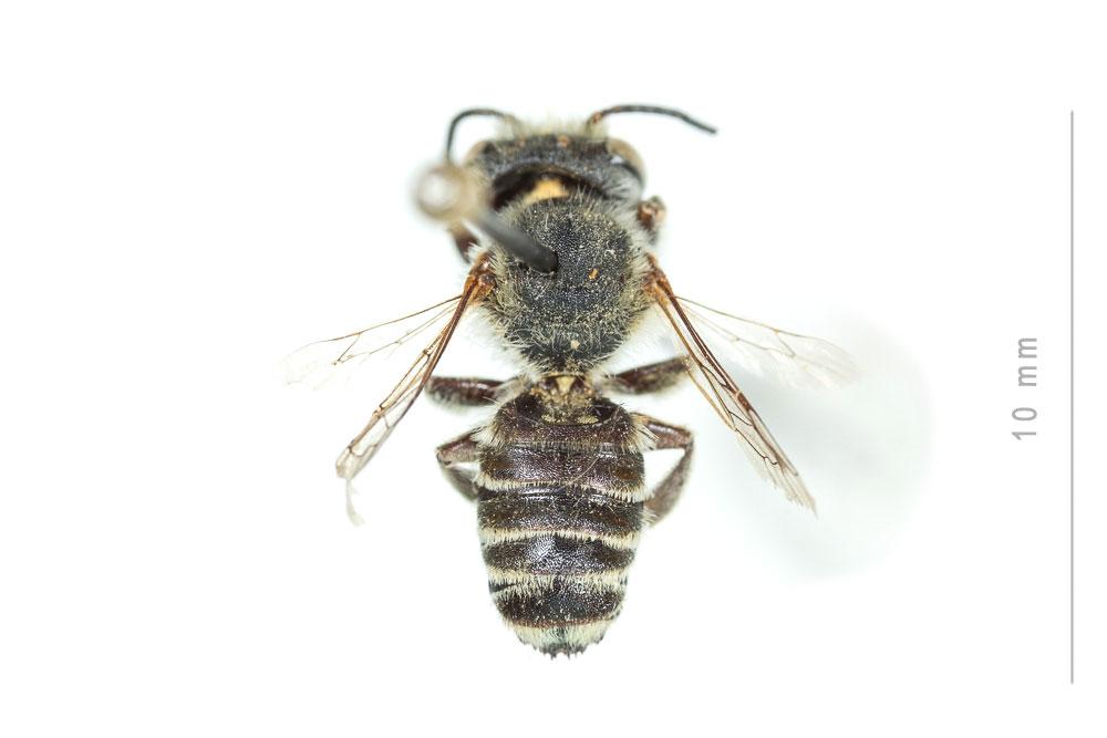  Megachile schmiedeknechti Costa, 1884
