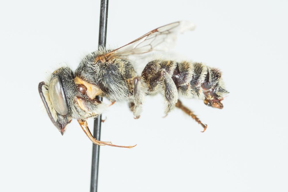  Megachile schmiedeknechti Costa, 1884