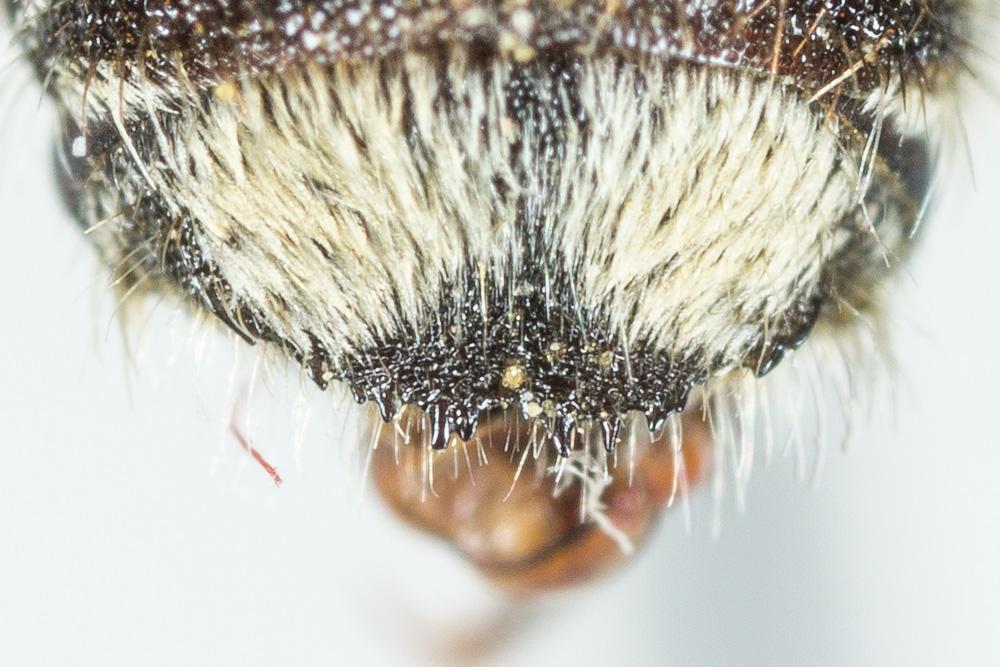  Megachile schmiedeknechti Costa, 1884