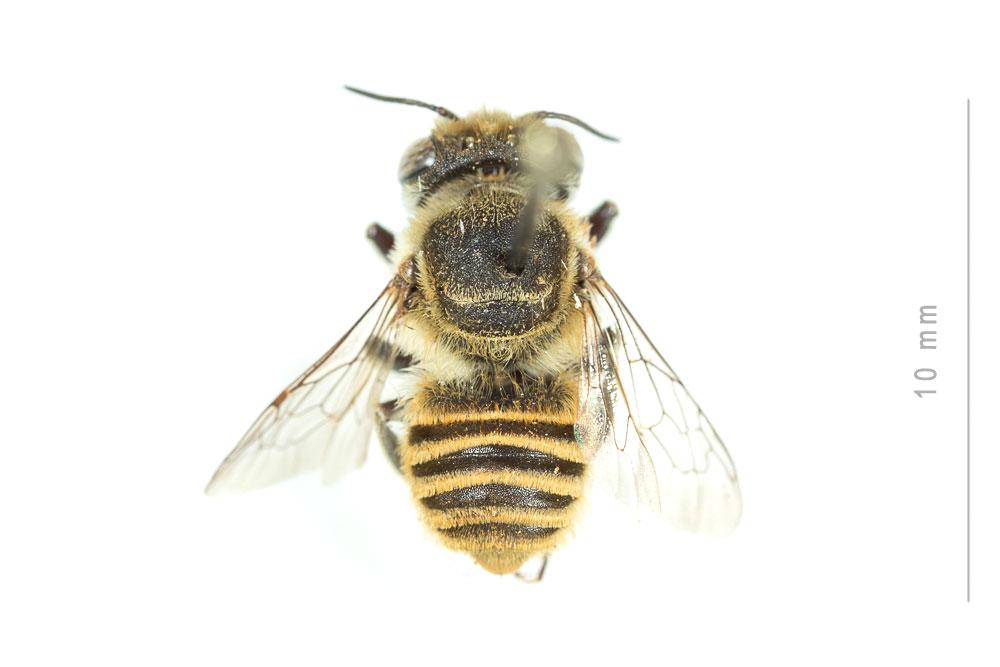  Megachile schmiedeknechti Costa, 1884