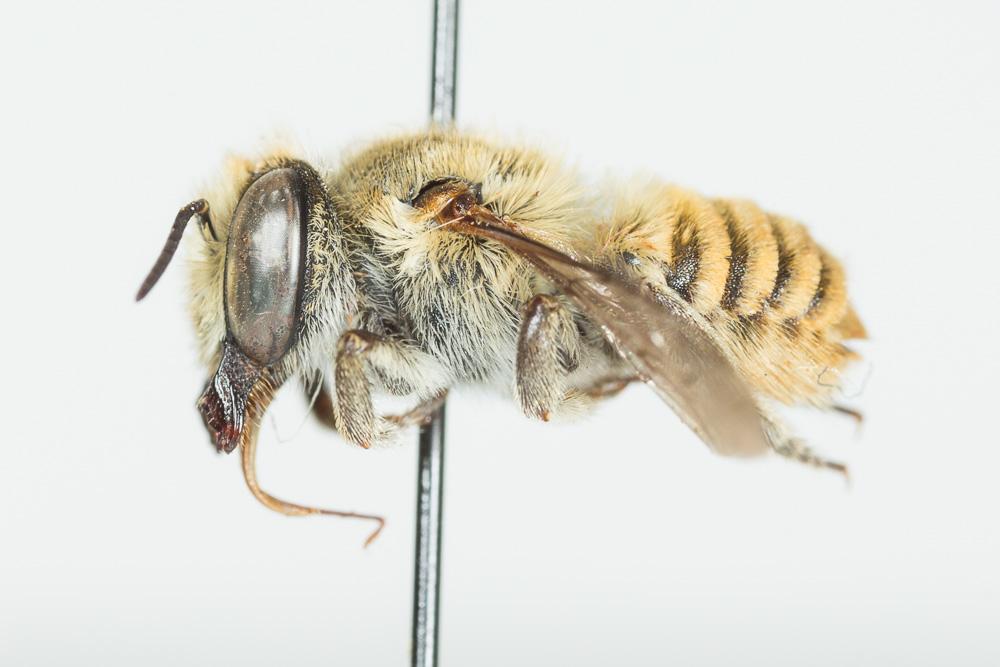  Megachile schmiedeknechti Costa, 1884