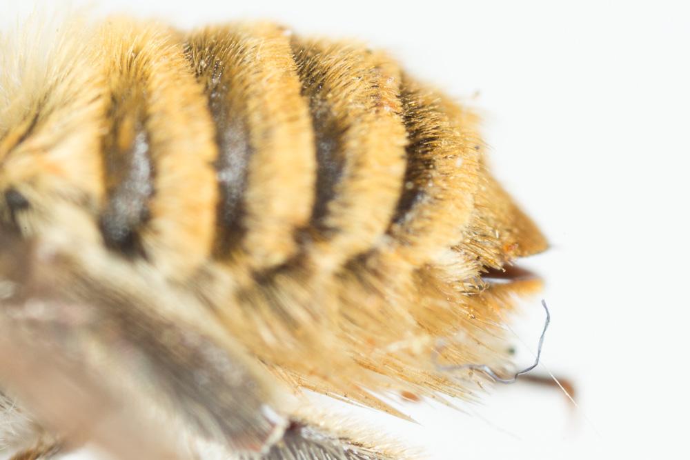 Megachile schmiedeknechti Costa, 1884