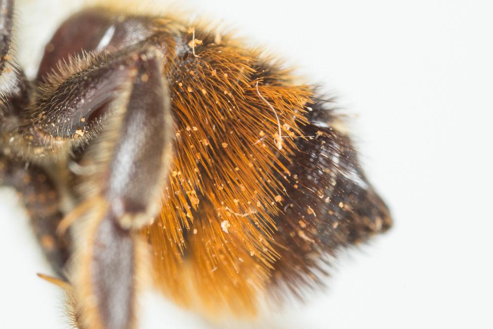 Megachile versicolor Smith, 1844