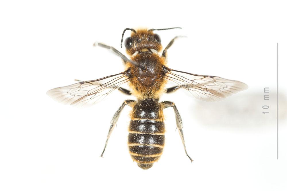  Hoplitis adunca (Panzer, 1798)